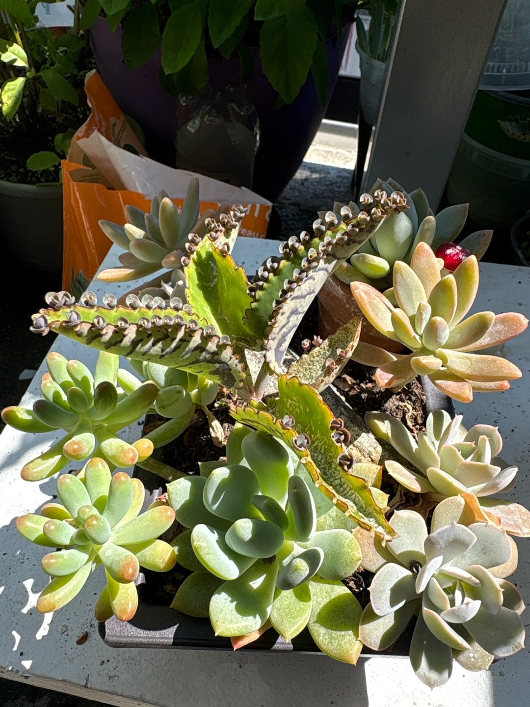 Assorted Succulent Plant Arrangement - photo 3