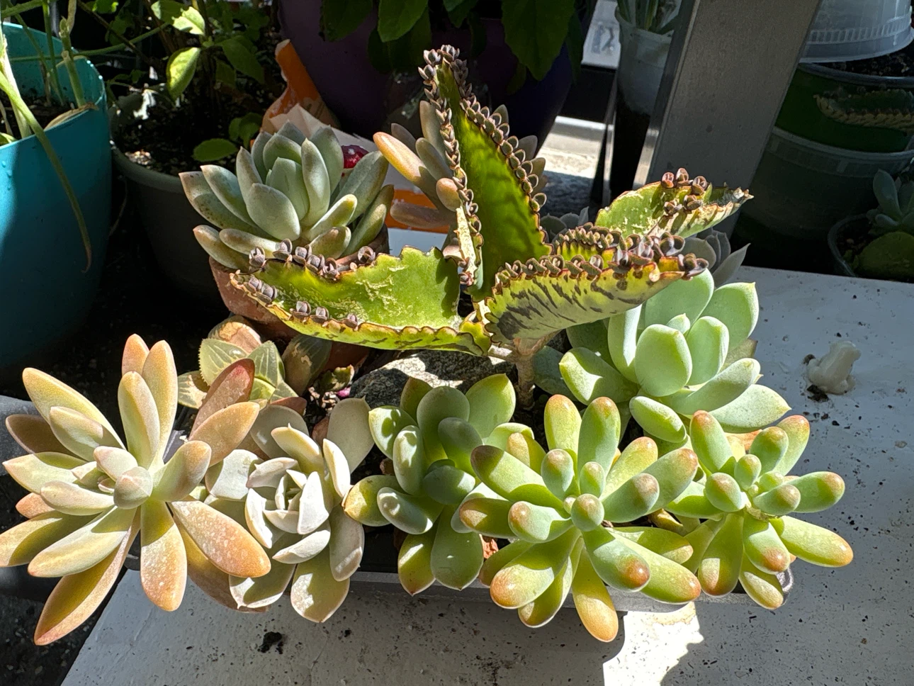 Assorted Succulent Plant Arrangement - photo 4