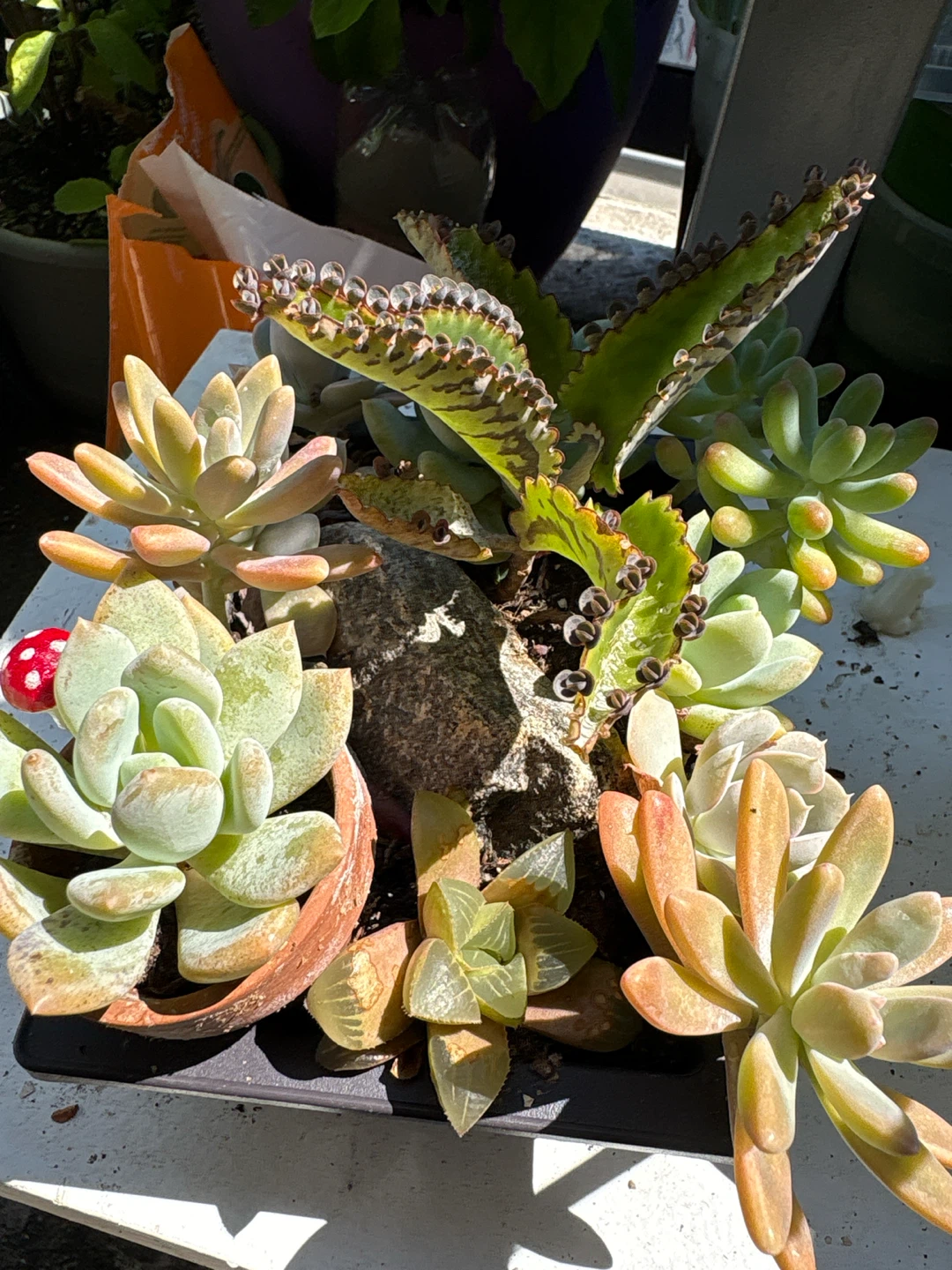 Assorted Succulent Plant Arrangement - photo 5