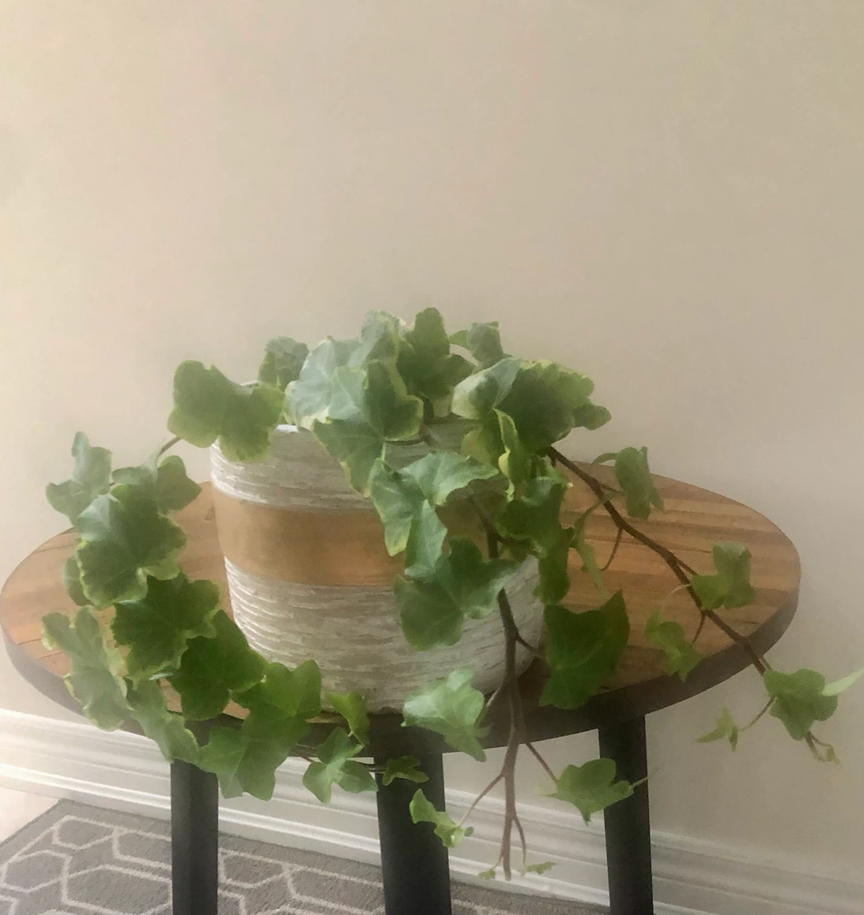 English IVy