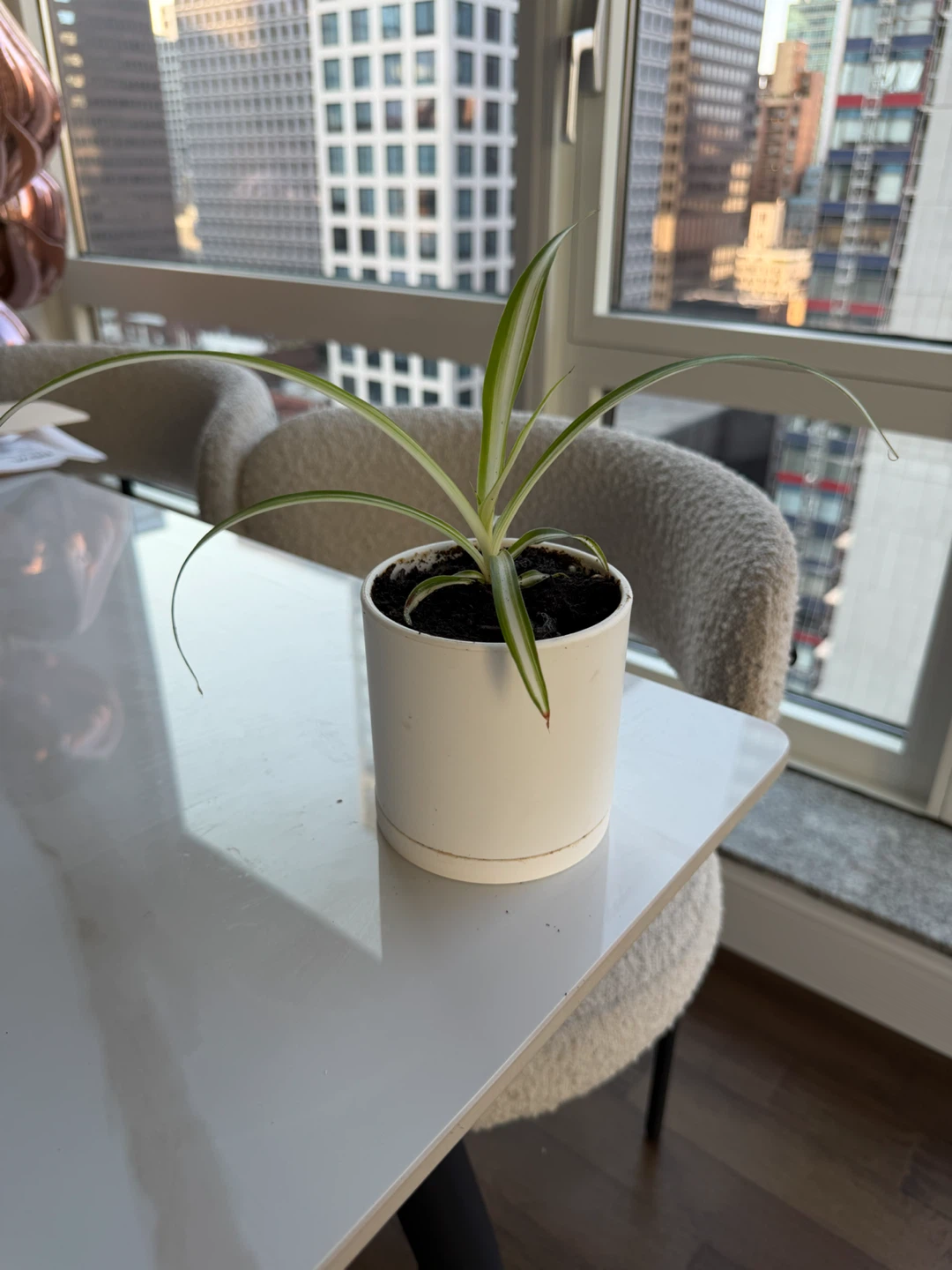 Live Spider Plant in a 4” white plastic pot
