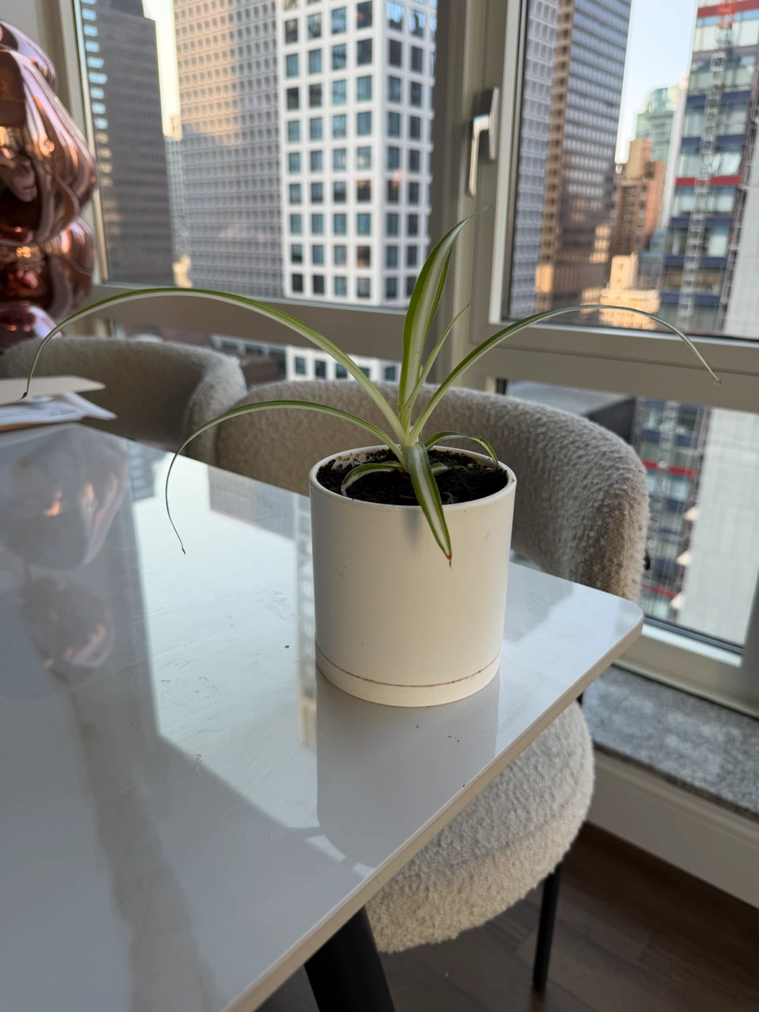 Live Spider Plant in a 4” white plastic pot - photo 2
