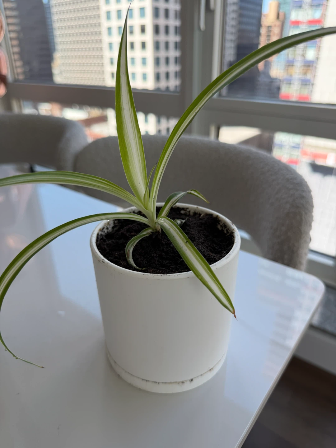 Live Spider Plant in a 4” white plastic pot - photo 3