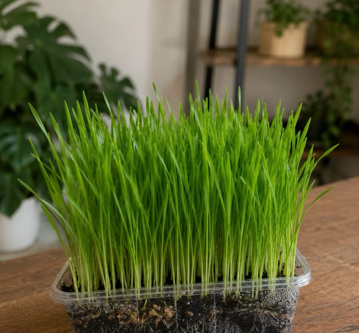 Freshly grown cat grass