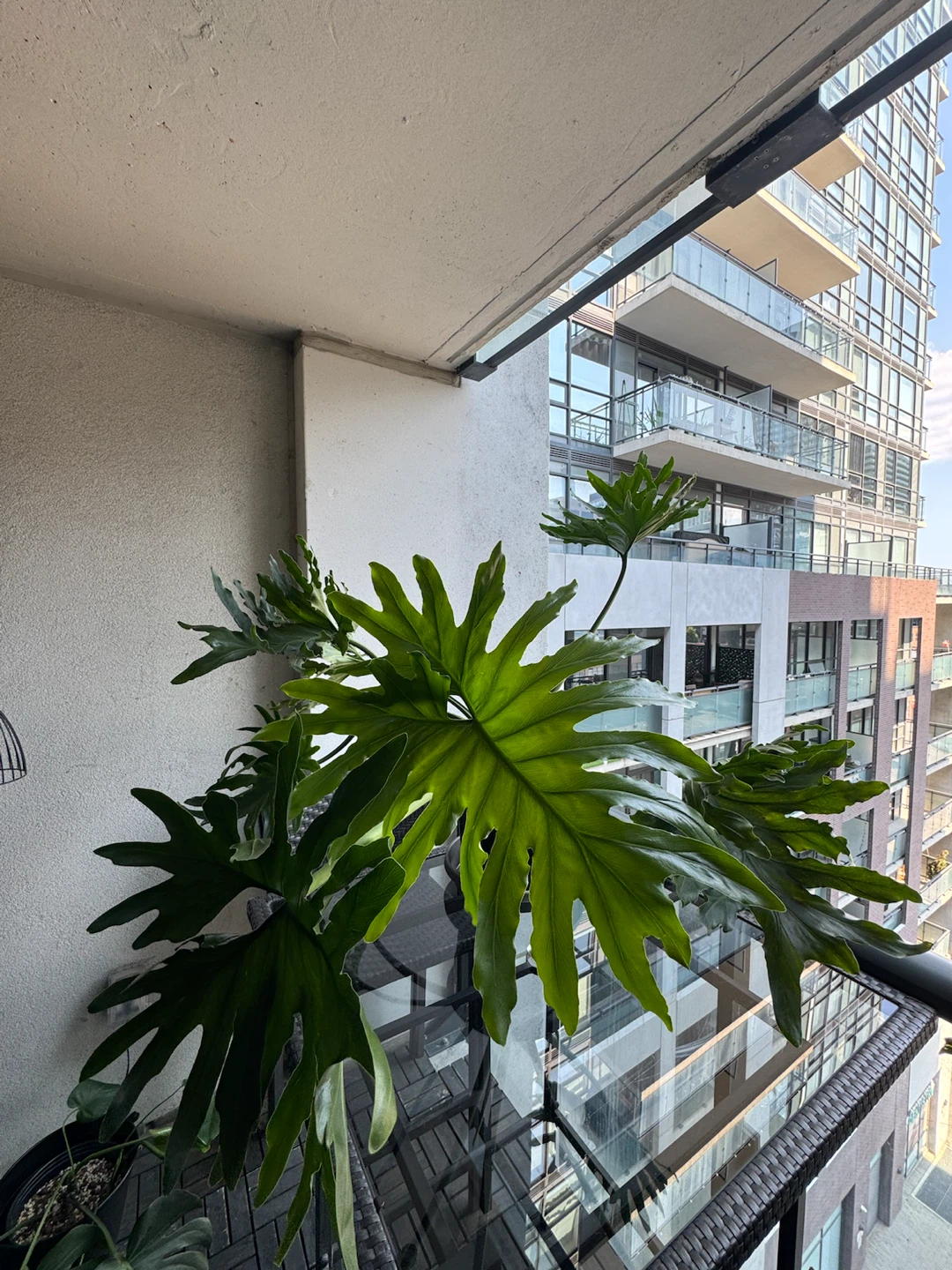 Philodendron