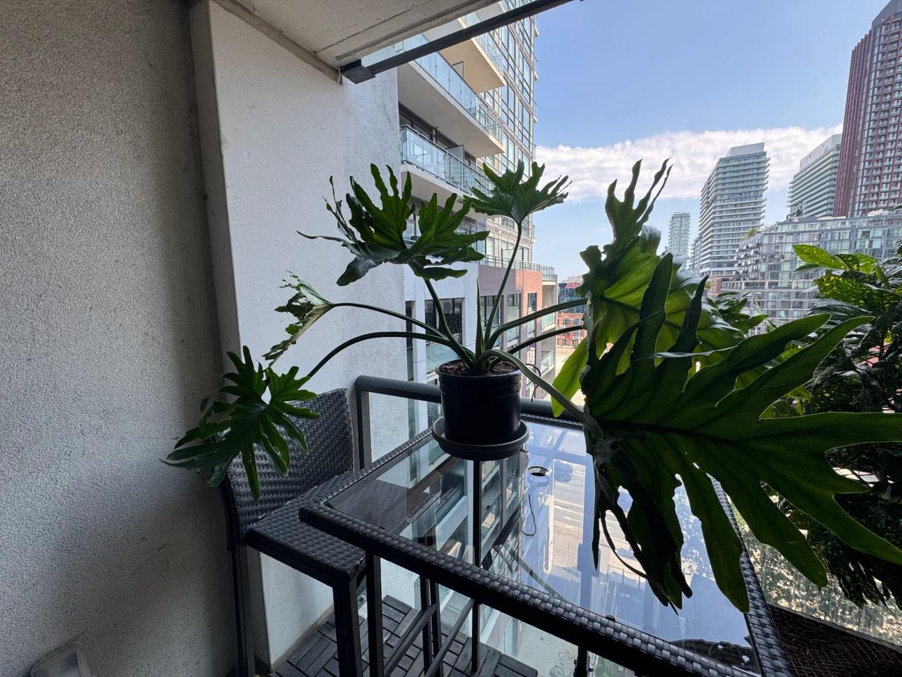 Philodendron - photo 2