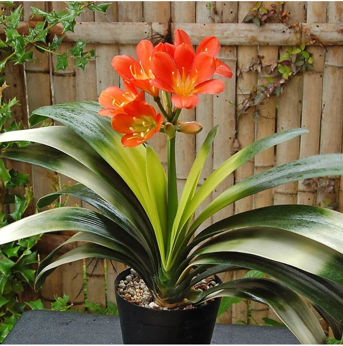 Clivia Plants - photo 3