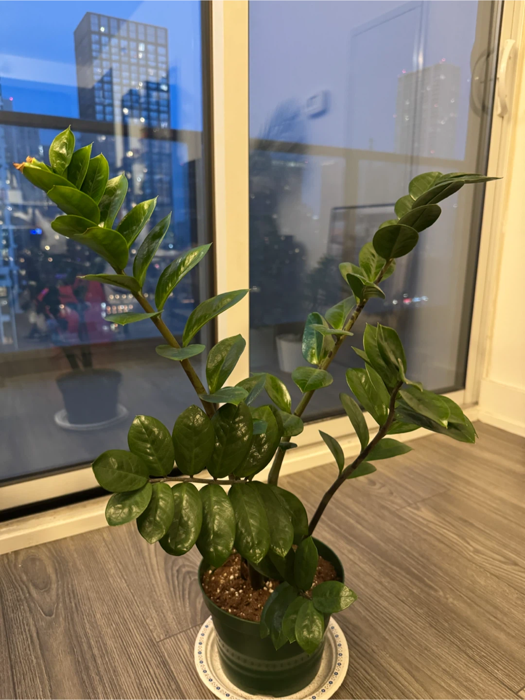 ZZ Plant in White Pot
