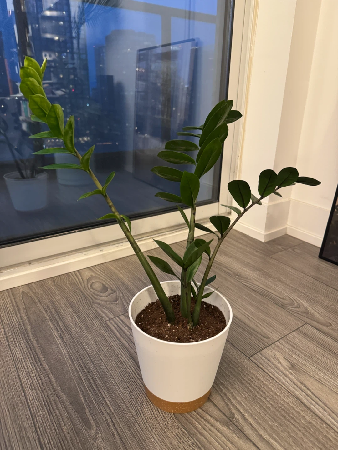 ZZ Plant in White Pot - photo 2