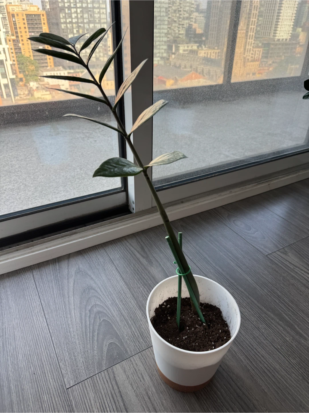 ZZ Plant in White Pot - photo 3
