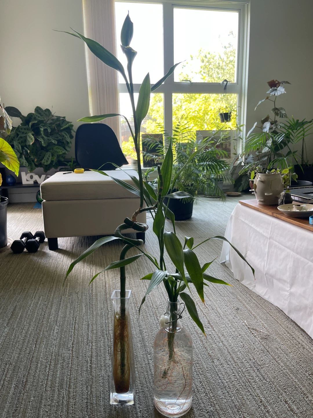 Lucky Bamboo Plants in Vases