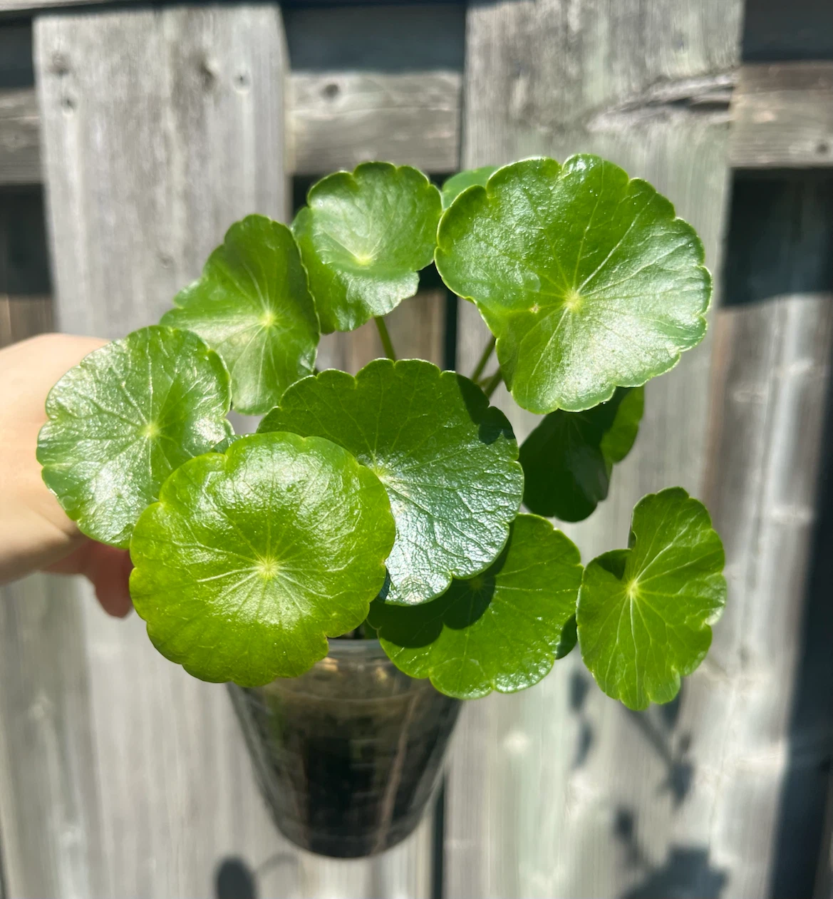 Marsh Pennywort/Chinese money plant in 3-4” cup