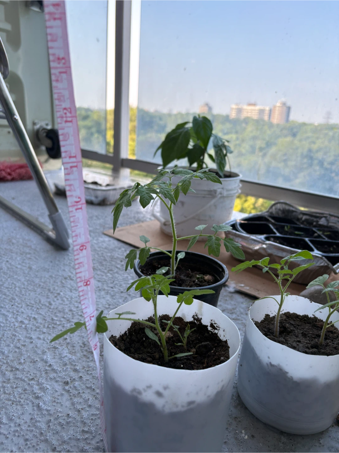 Tomato Seedlings - 3 Plants