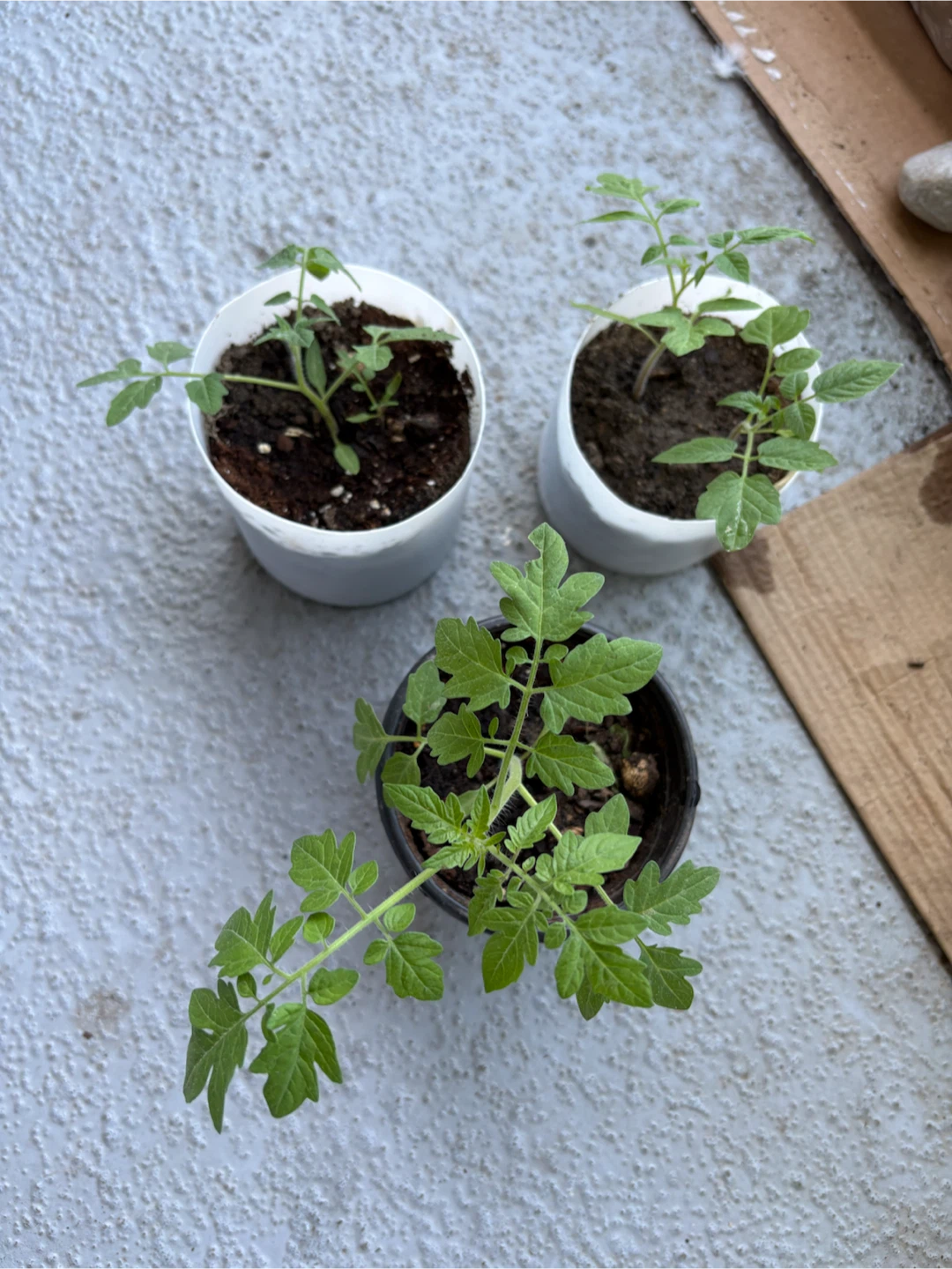 Tomato Seedlings - 3 Plants - photo 2