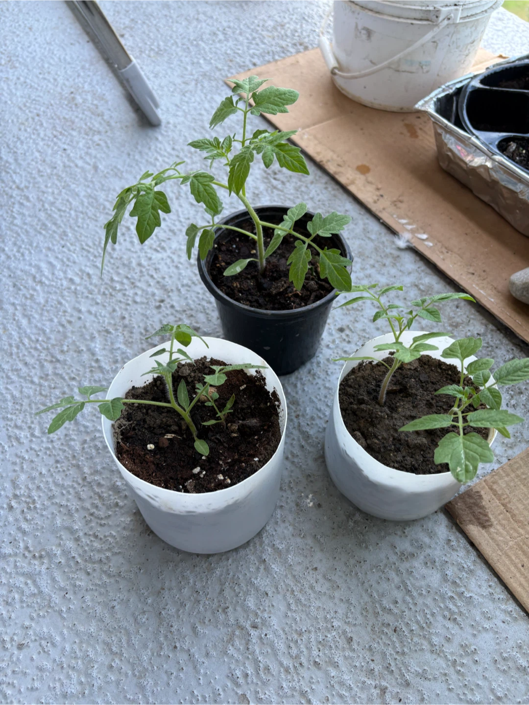 Tomato Seedlings - 3 Plants - photo 3