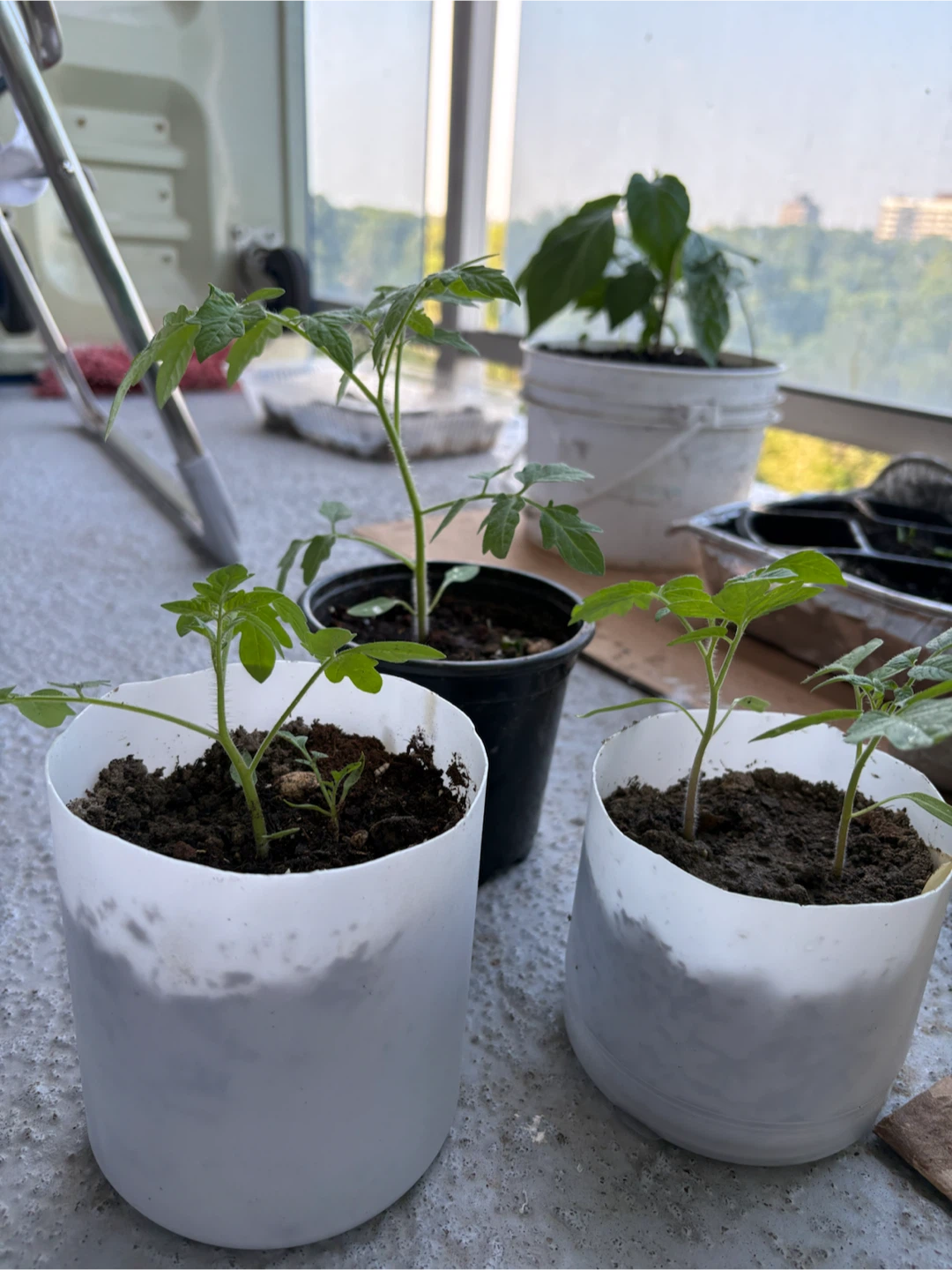 Tomato Seedlings - 3 Plants - photo 4