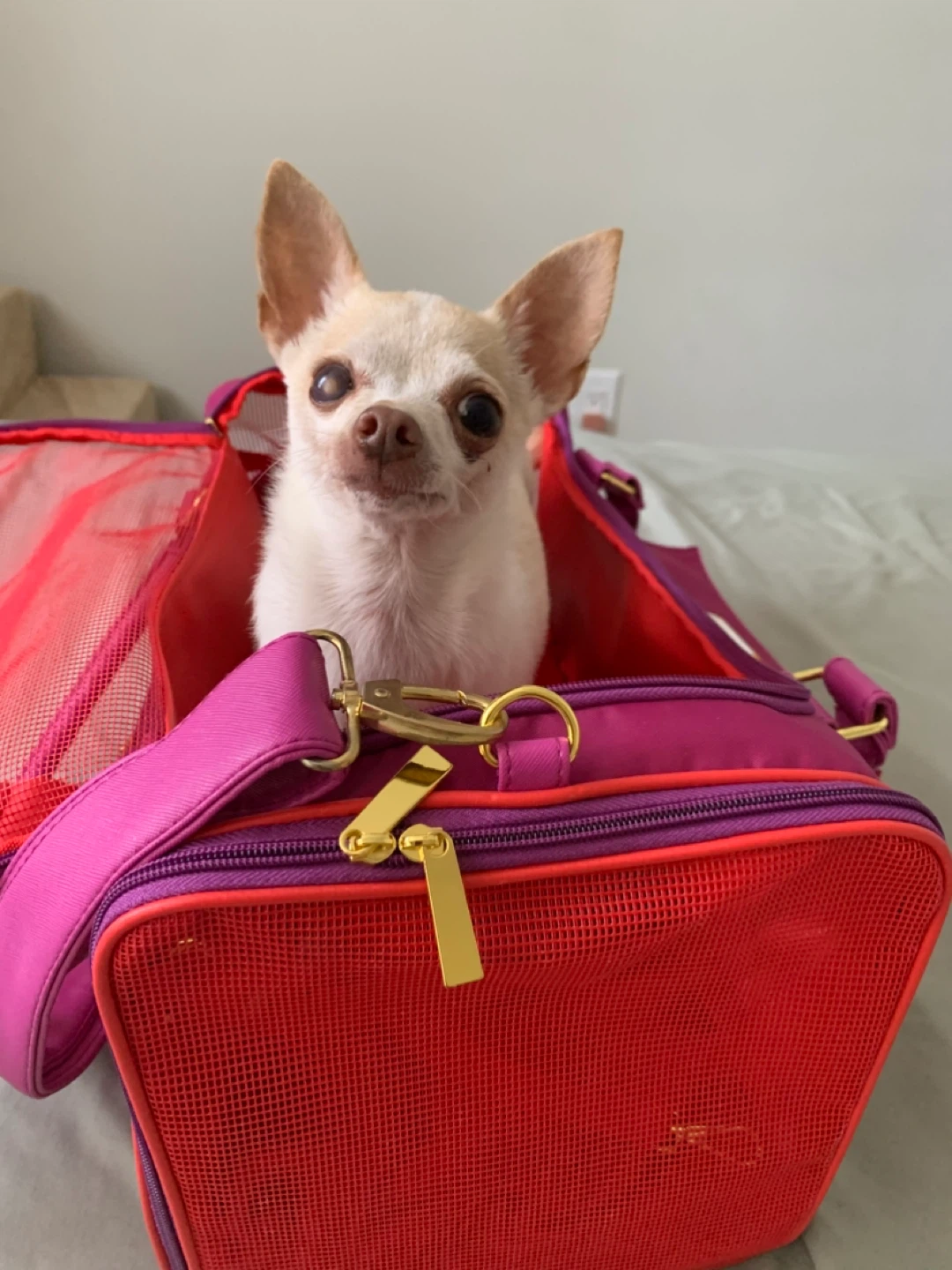 Small Pet Carrier Bag. - photo 5