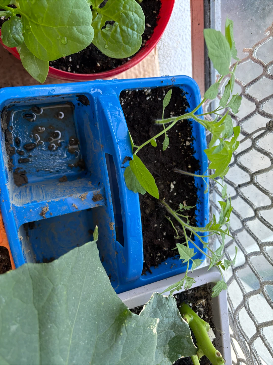 Tomato Seedlings in Starter Tray