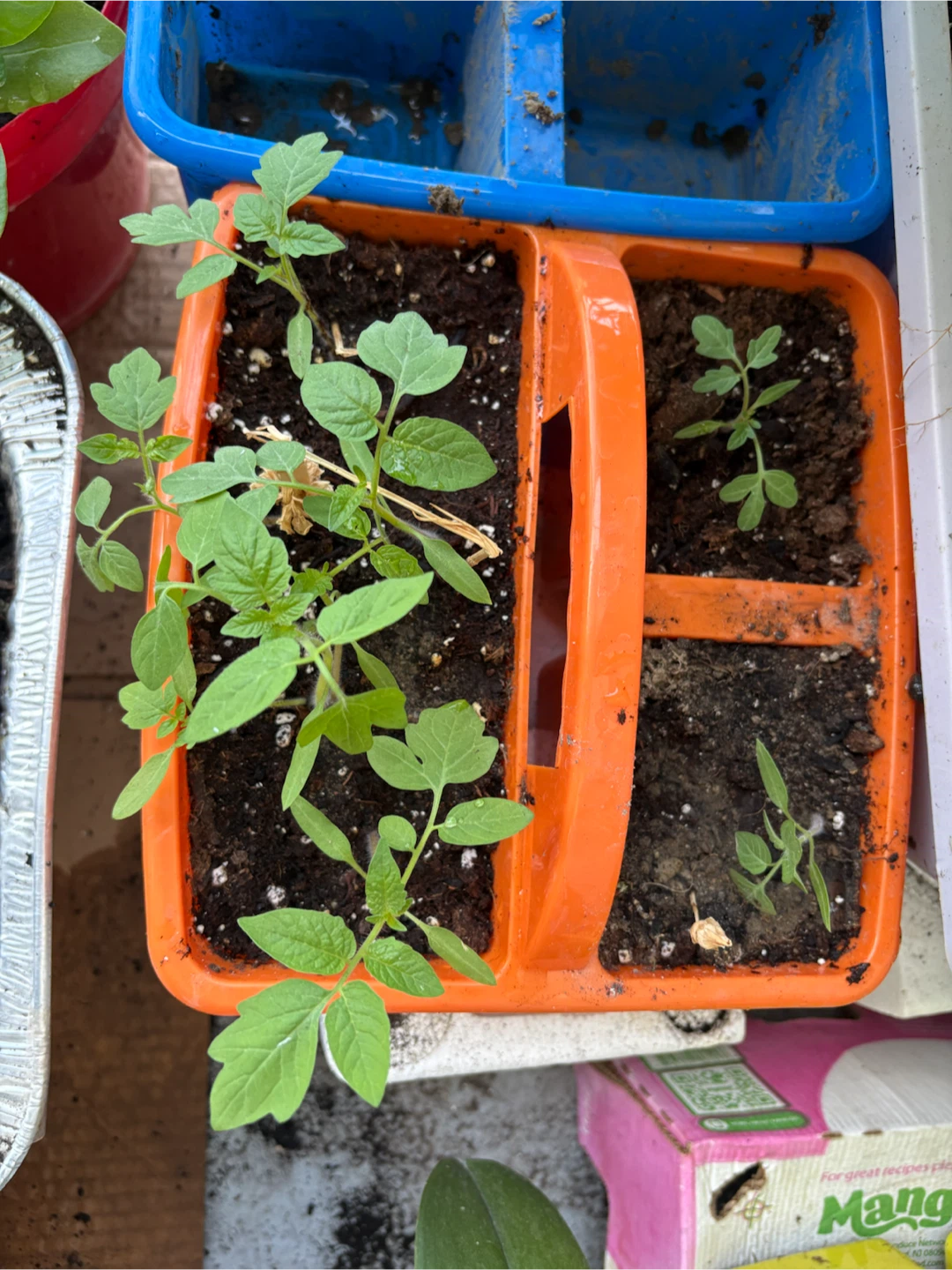 Tomato Seedlings in Starter Tray - photo 2