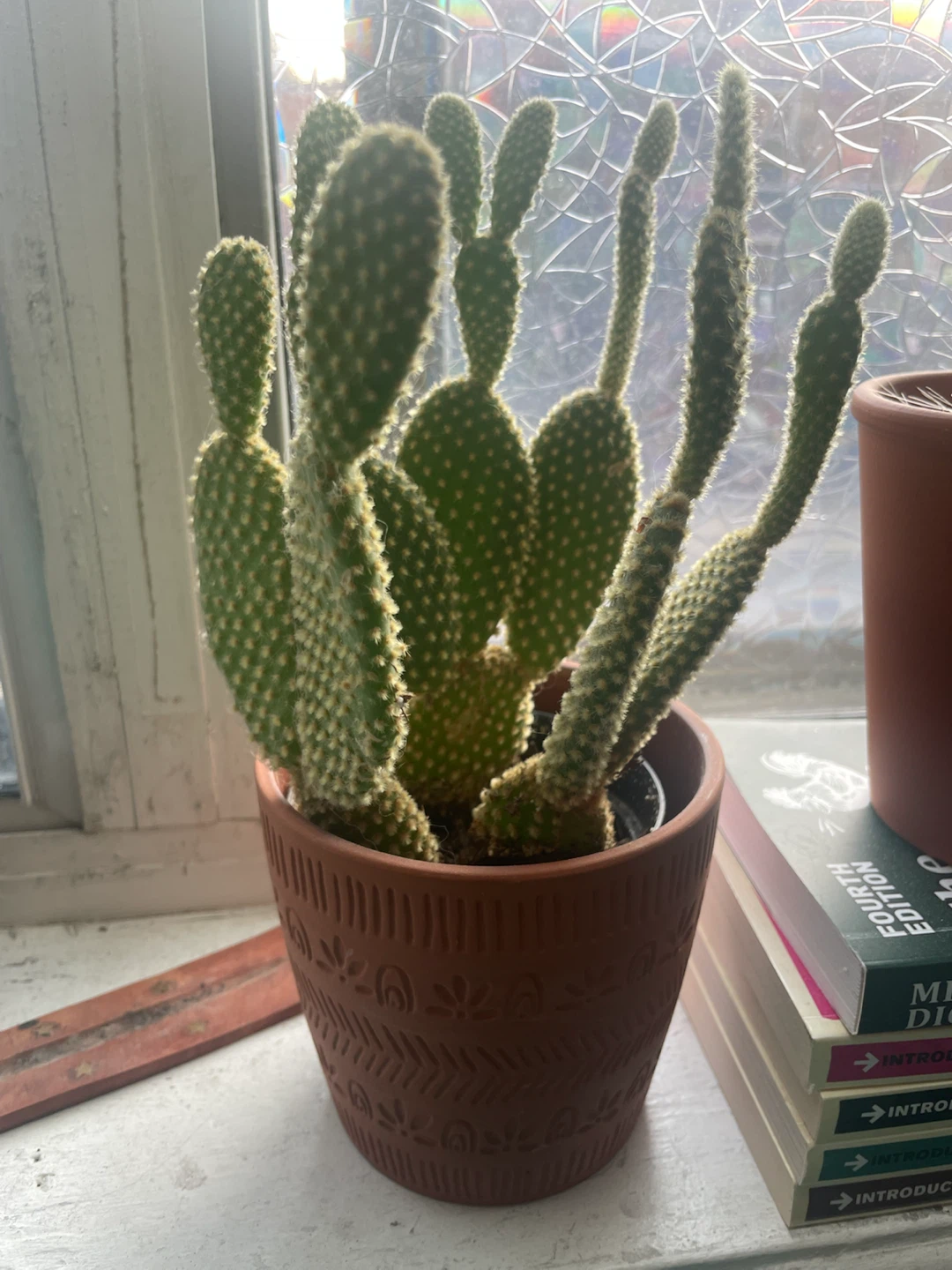 Potted plants -$10 each