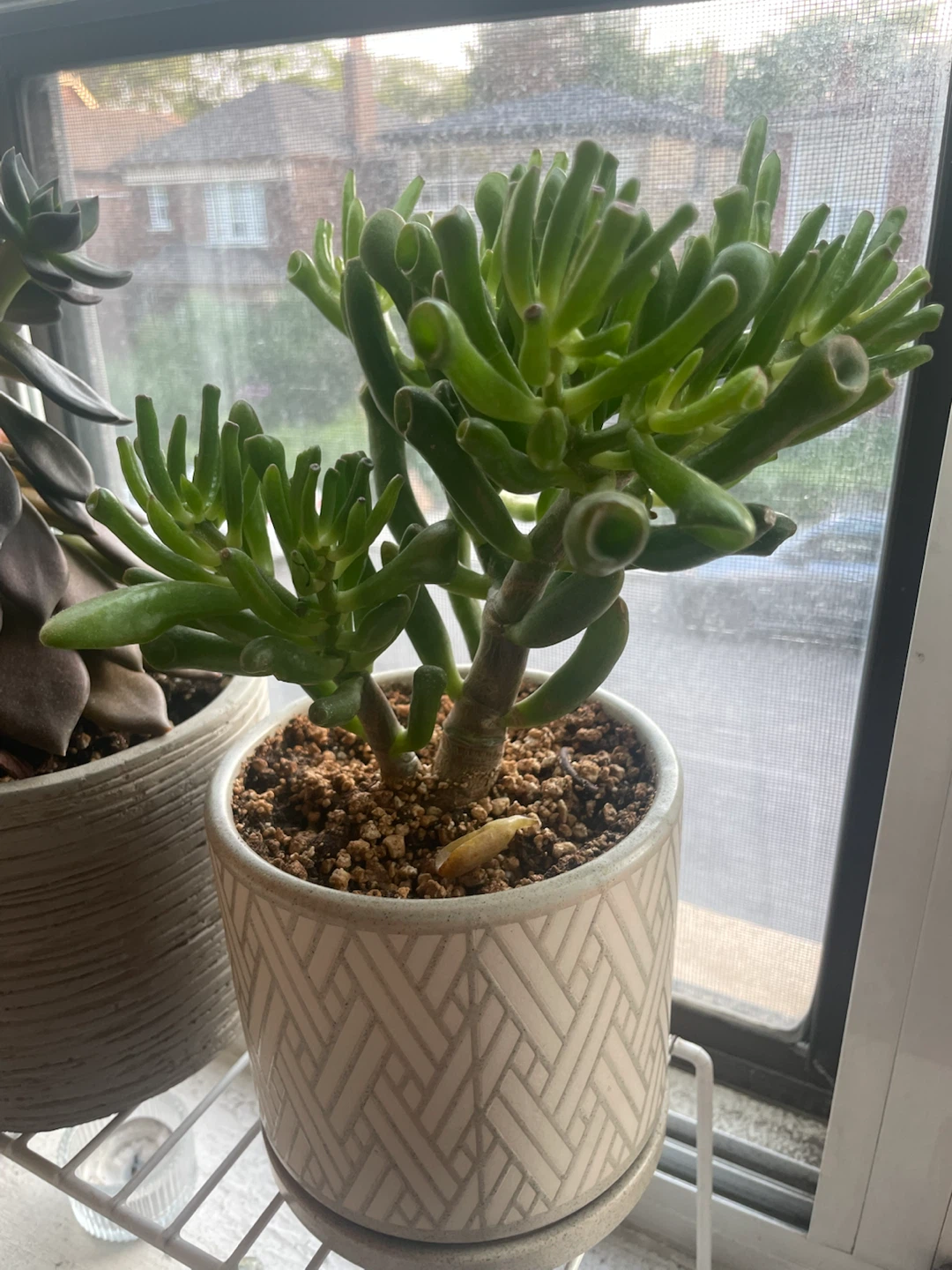 Potted plants -$10 each - photo 5