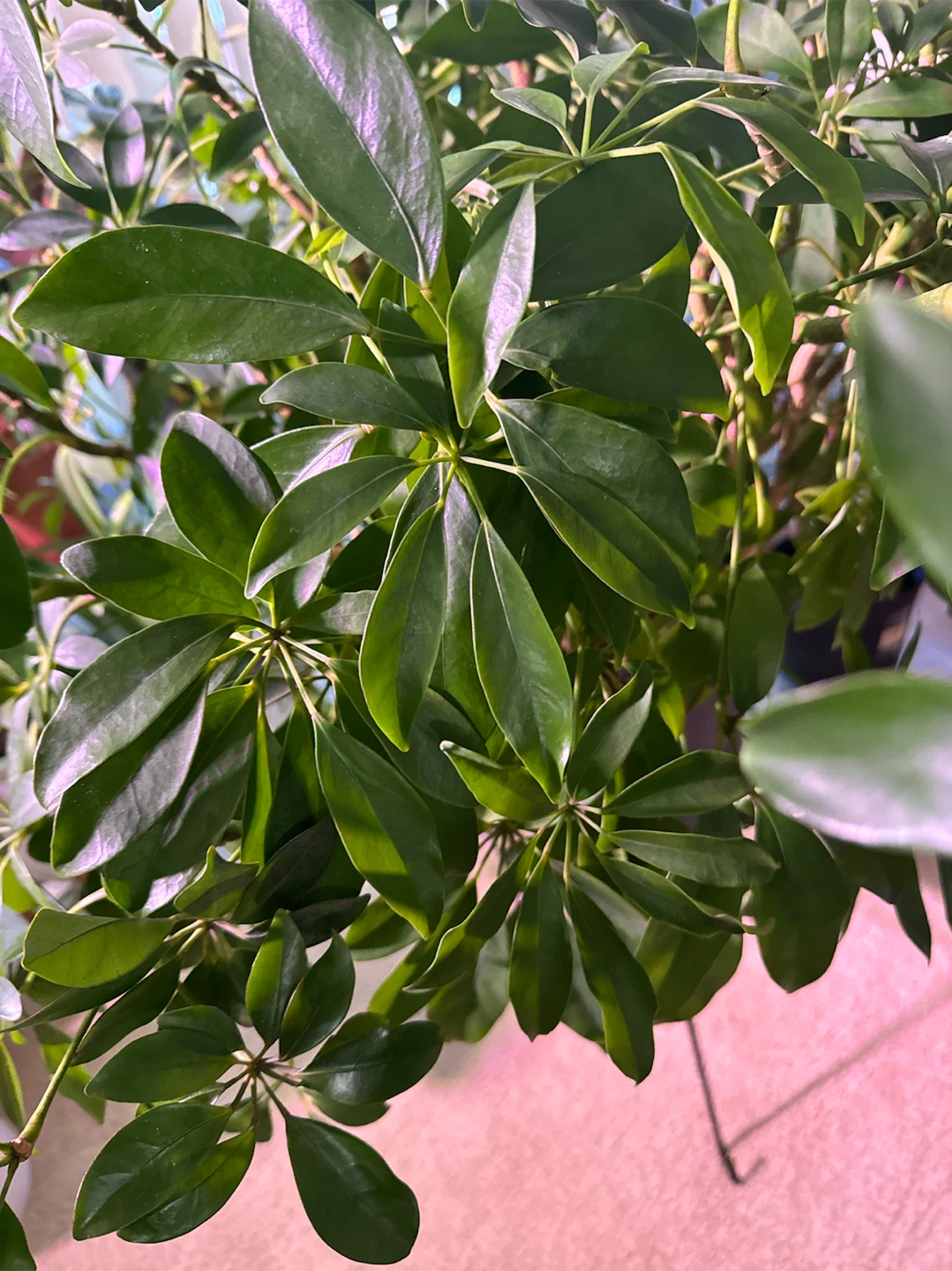 Schefflera Houseplant - photo 2
