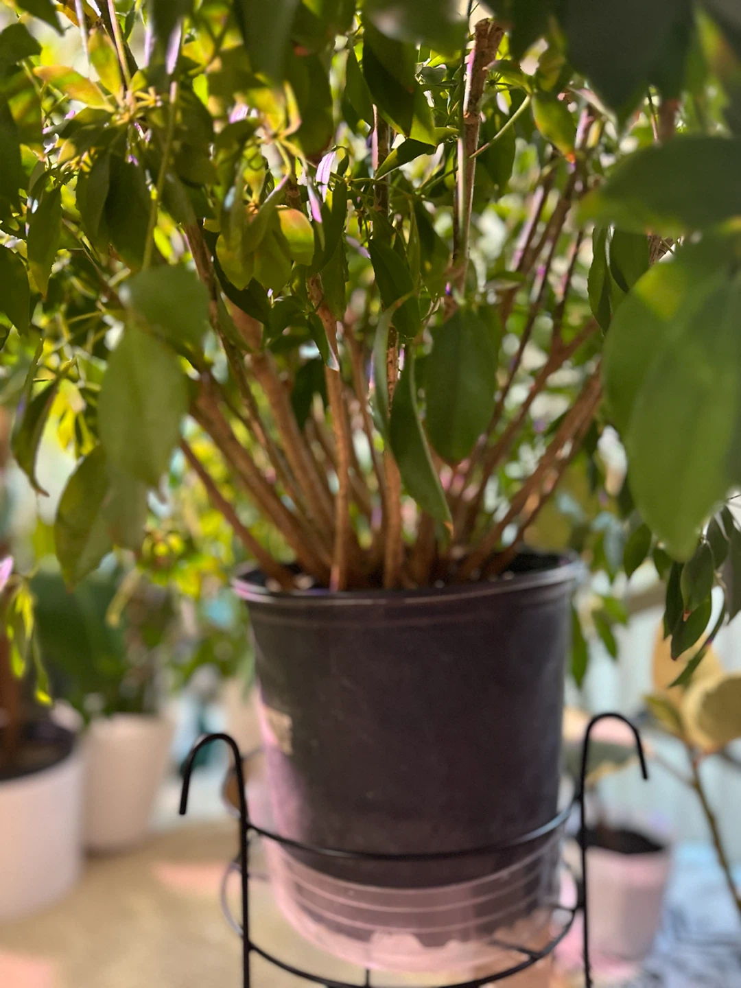 Schefflera Houseplant - photo 3