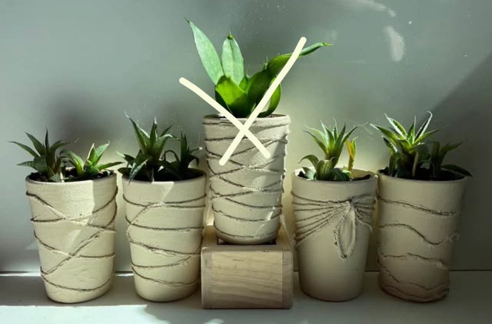 Potted Snake and Haworthia Succulents