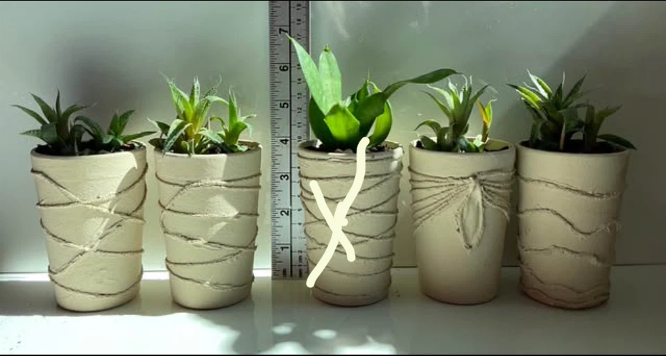 Potted Snake and Haworthia Succulents - photo 2