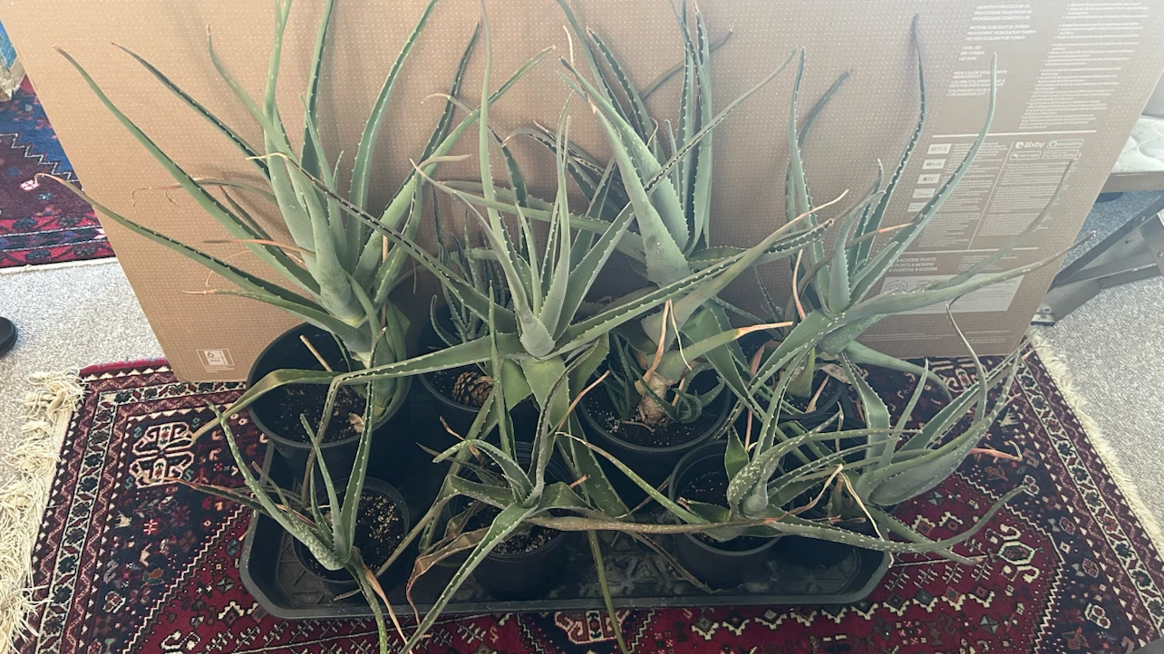 Multiple Aloe Vera Plants
