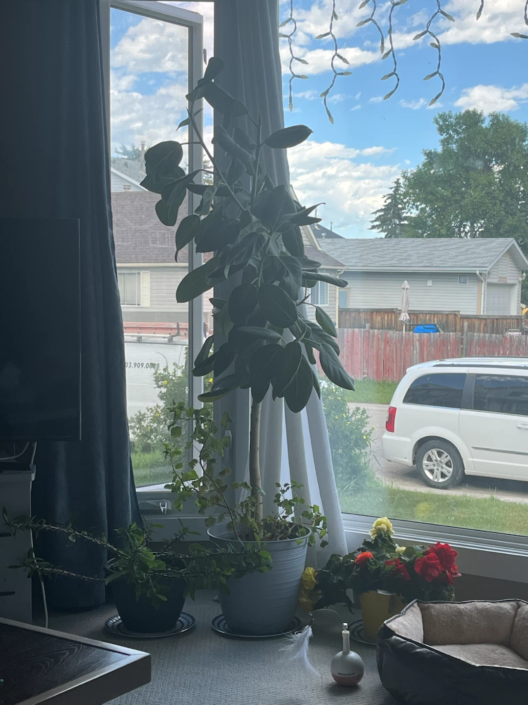 Large Plant