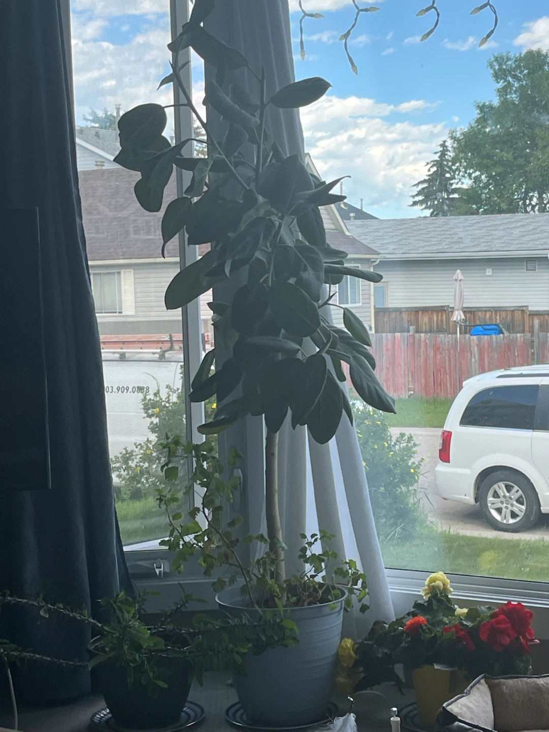 Large Plant - photo 2