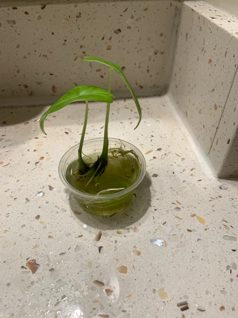 Plant - photo 2