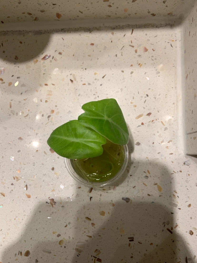 Plant - photo 3