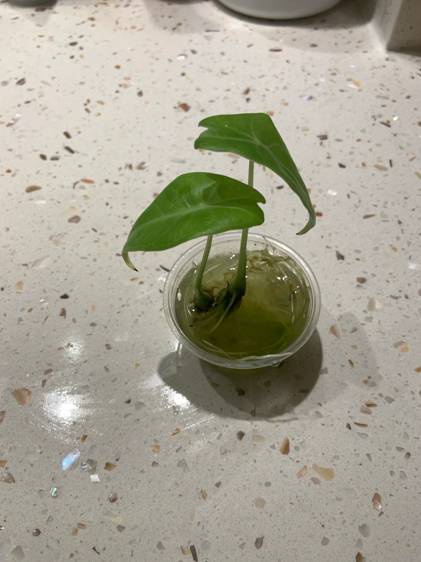 Plant - photo 4
