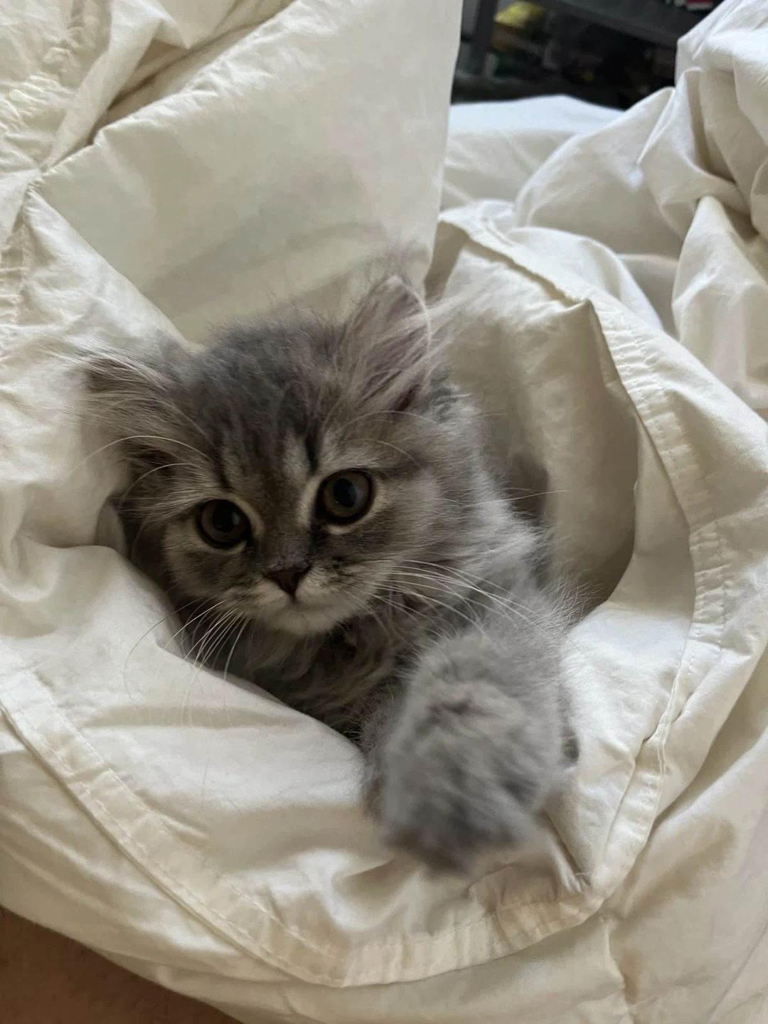 Cat sitting (boarding)
