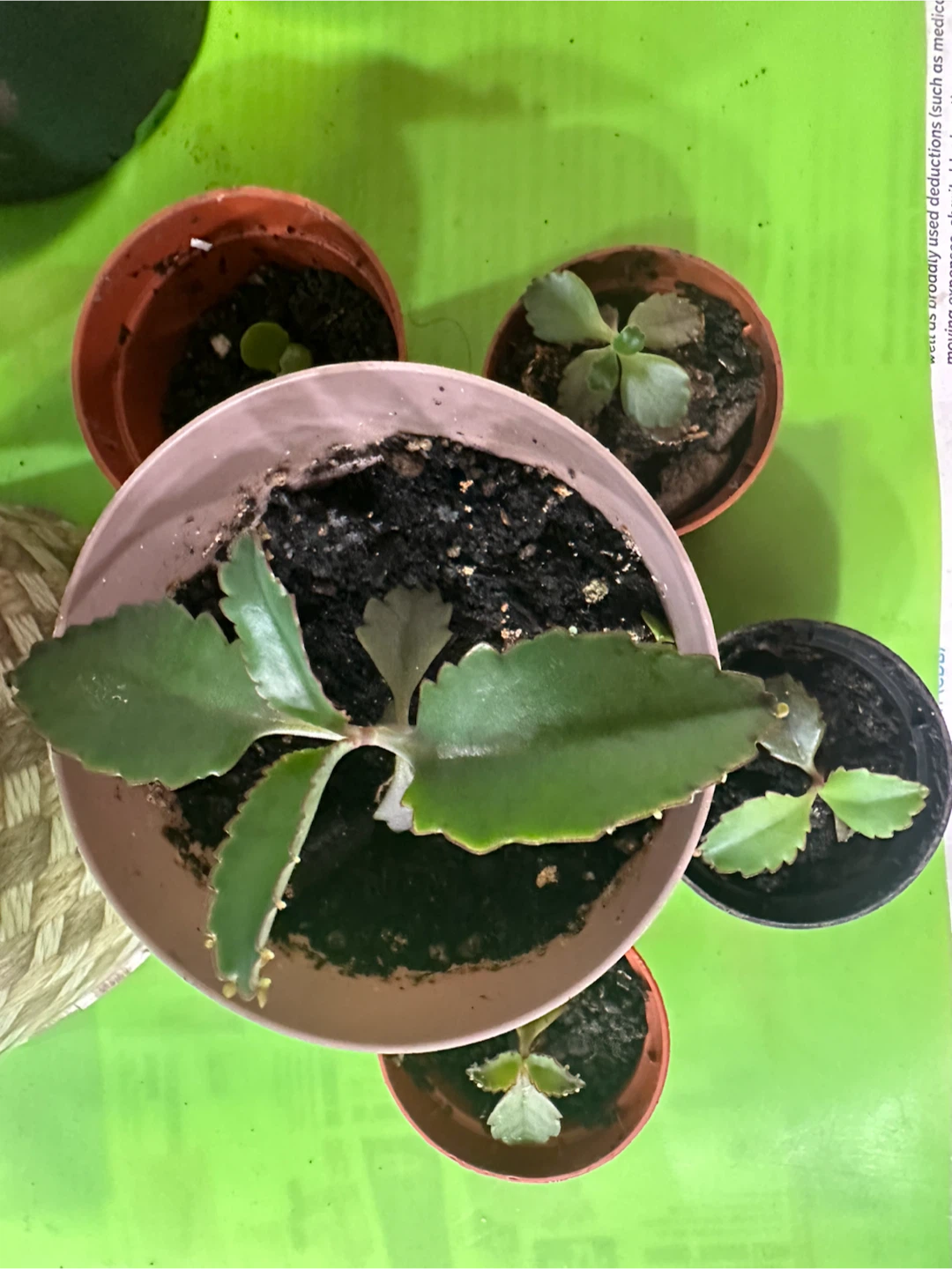 Plants- Mother of  a 1000 Seedlings
