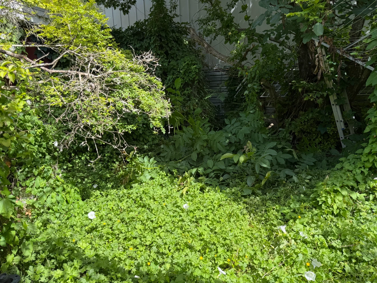 Pacific Garage & Junk removal - photo 3