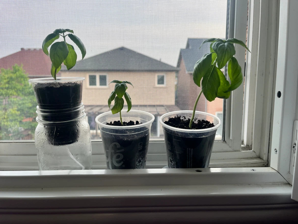 Organic Basil Plants in Pots