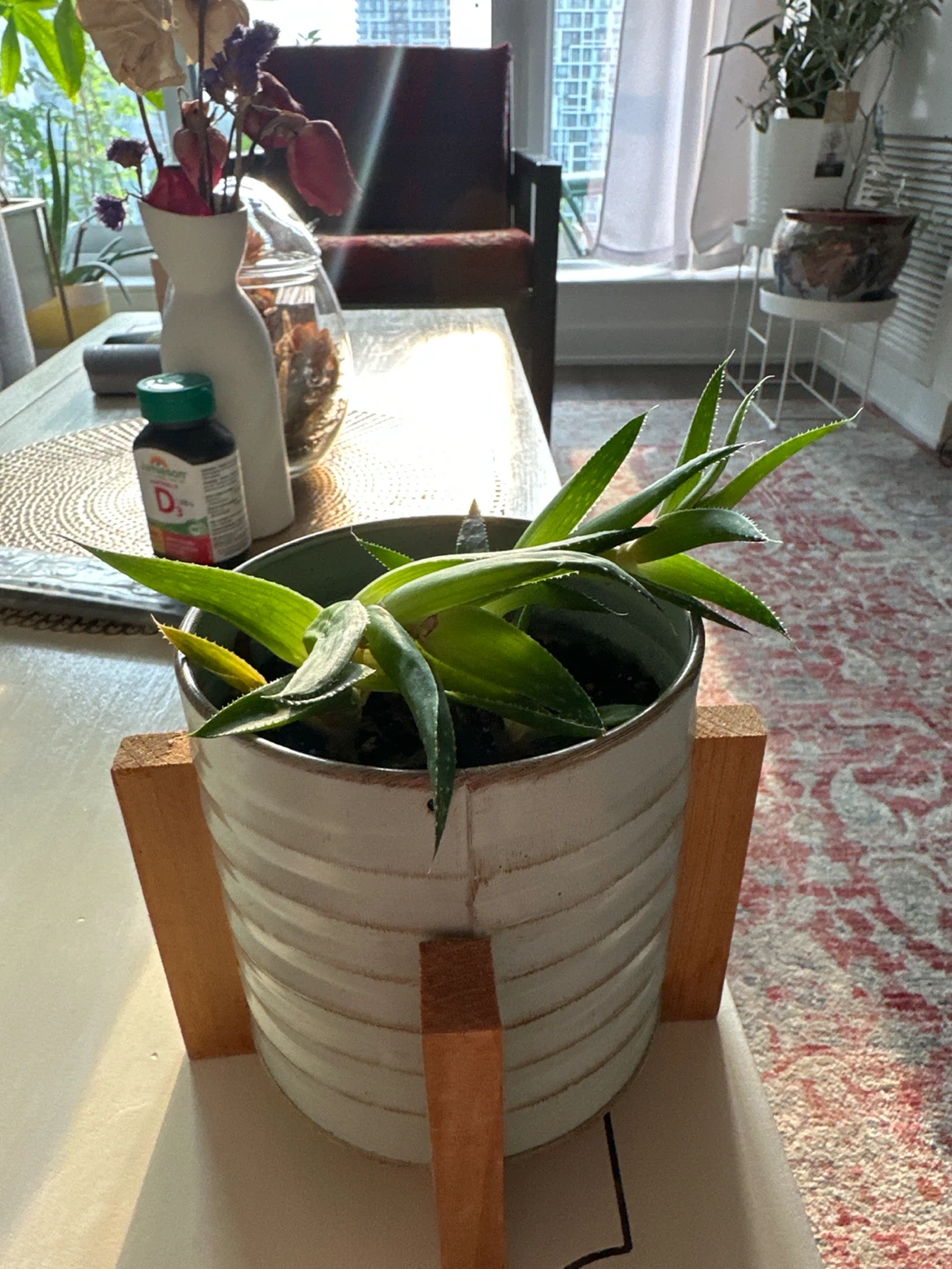 Potted Aloe Vera Plant
