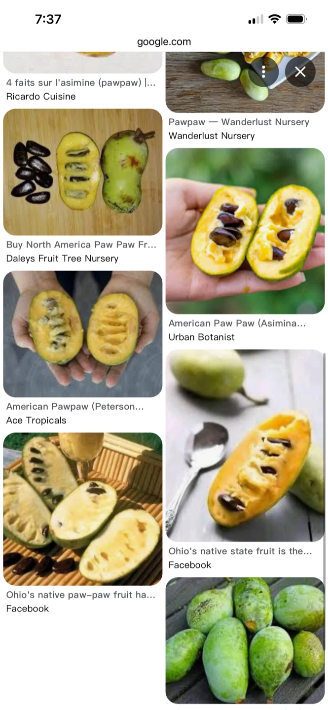 Pawpaw Tree Seedlings