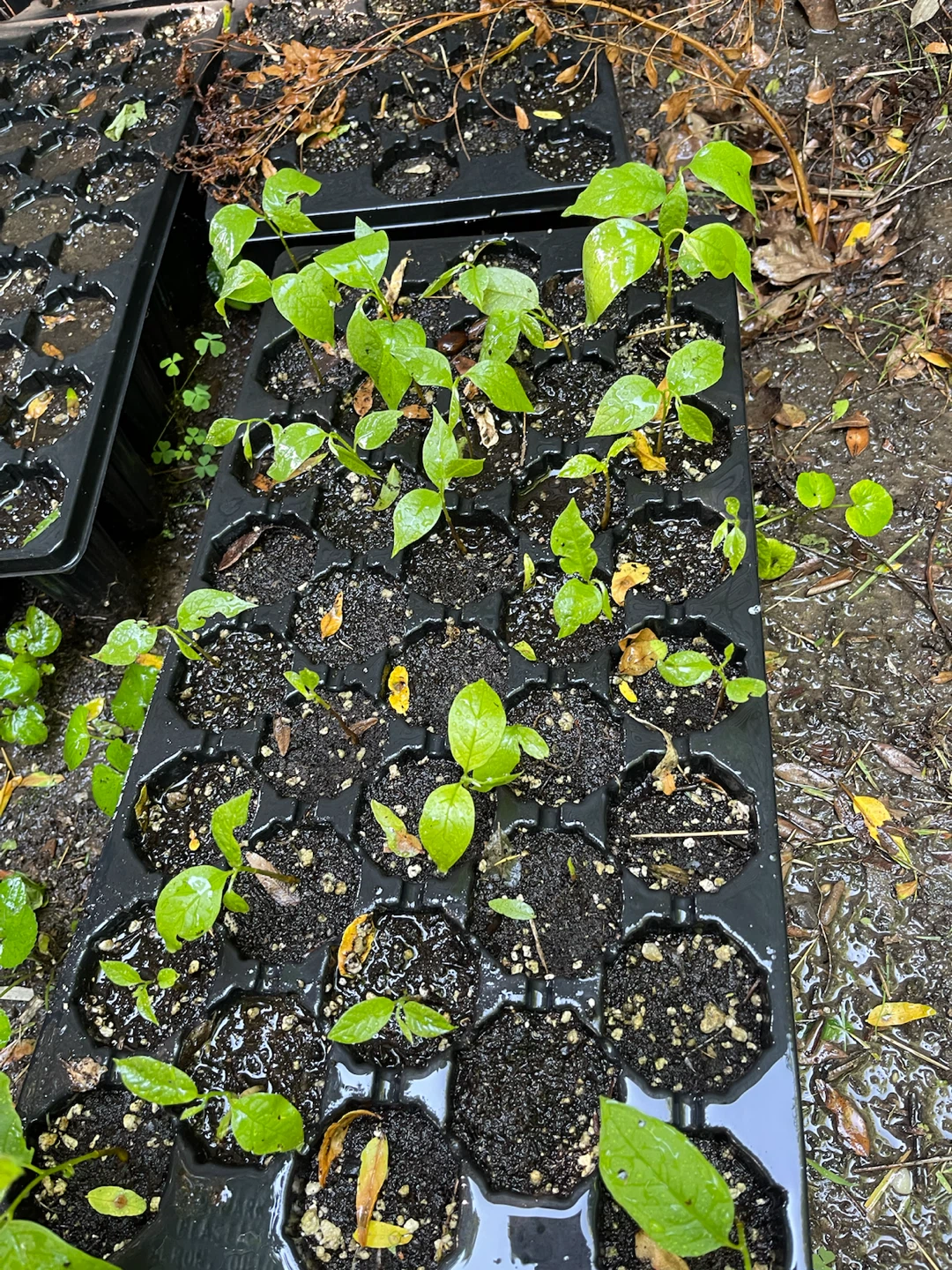 Pawpaw Tree Seedlings - photo 3