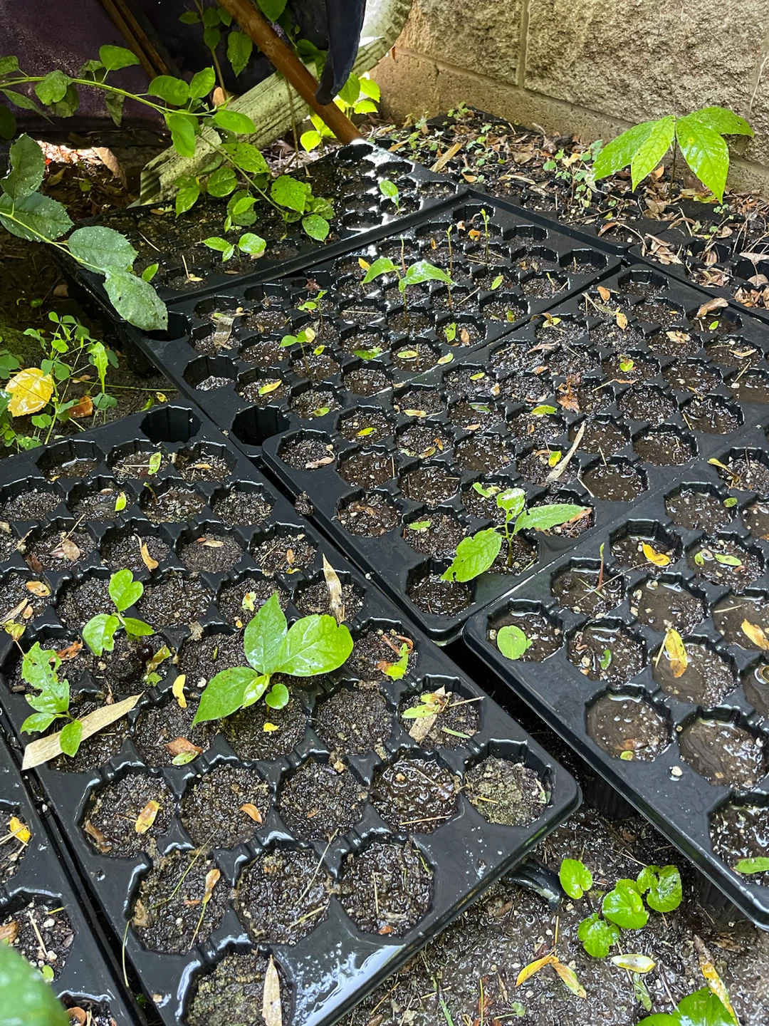 Pawpaw Tree Seedlings - photo 4