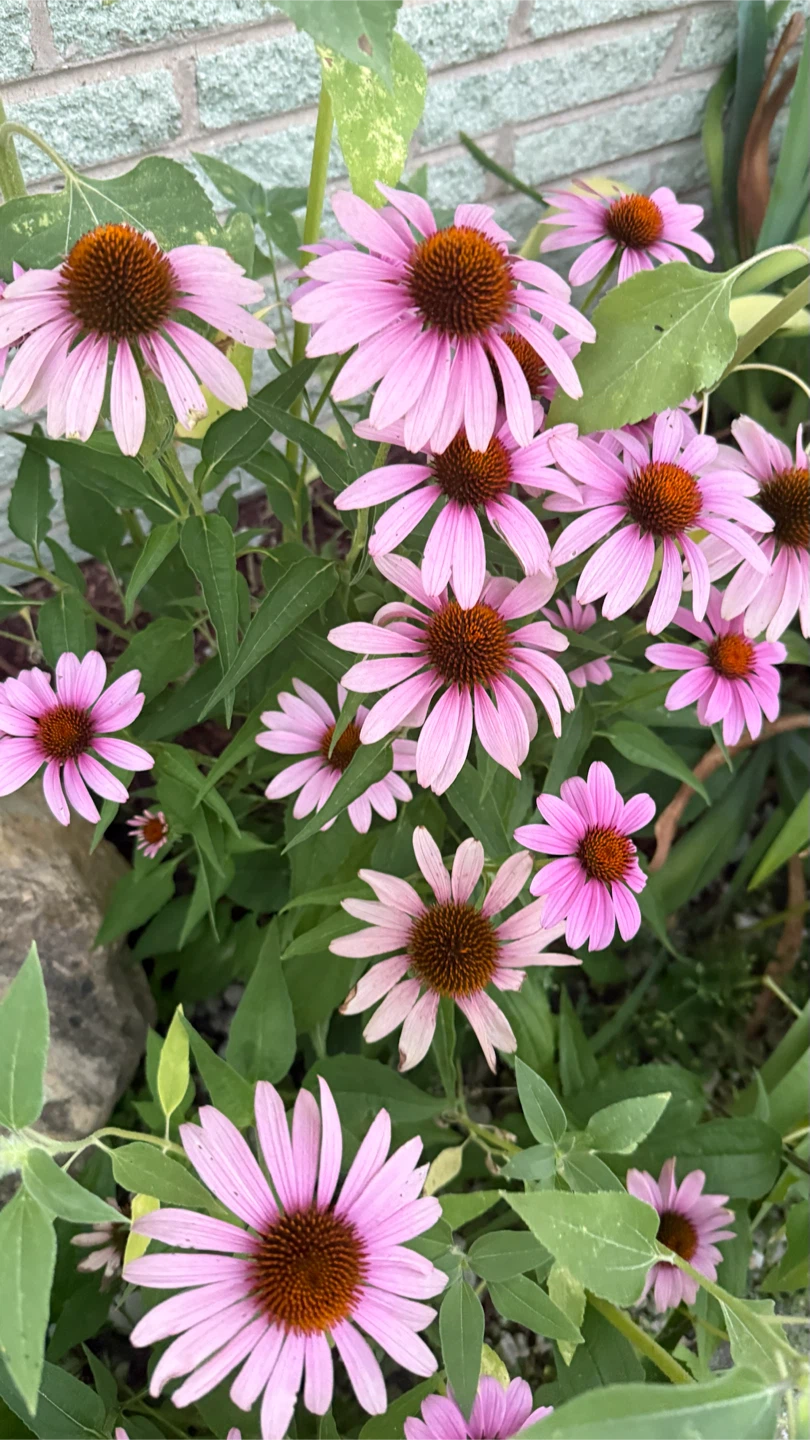 Pink Coneflowers take all $40 firm price