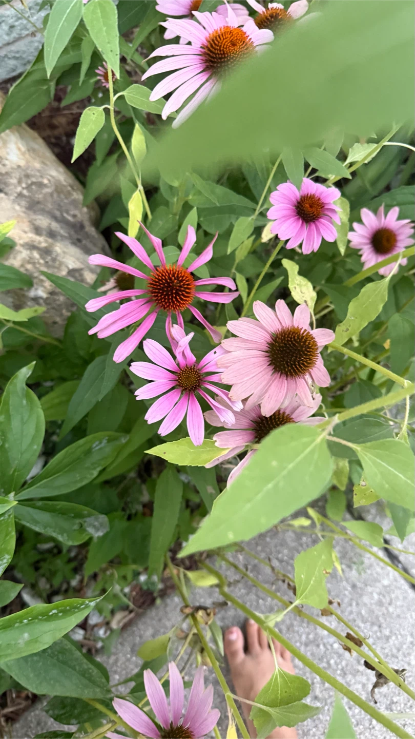 Pink Coneflowers take all $40 firm price - photo 2