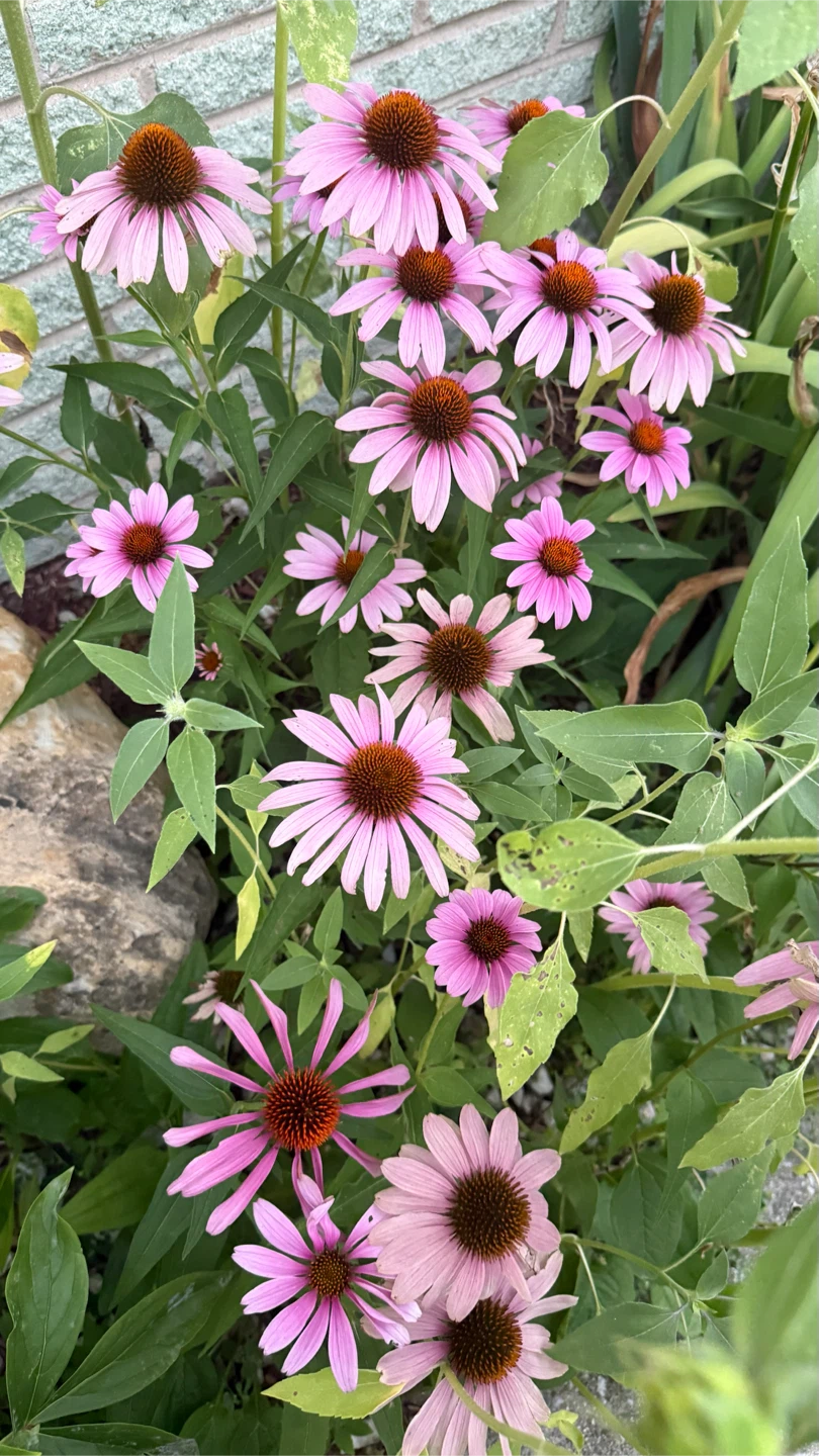 Pink Coneflowers take all $40 firm price - photo 3