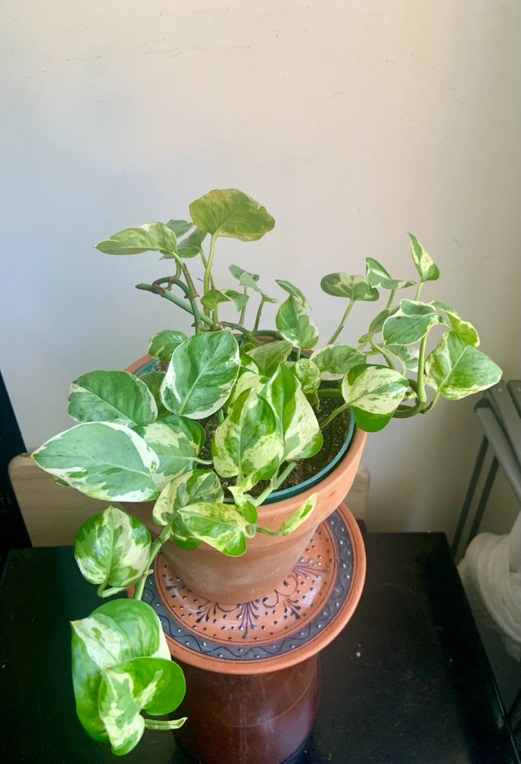 Jade Pothos Plant in terracotta pot