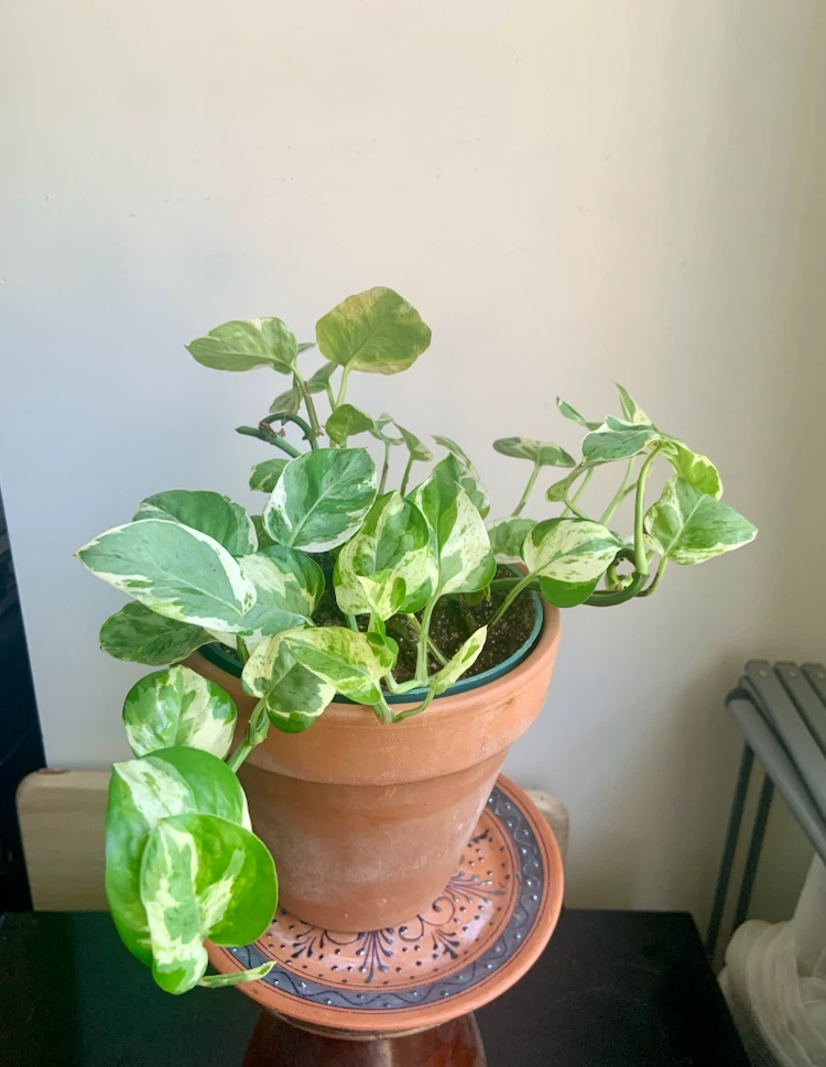 Jade Pothos Plant in terracotta pot - photo 2