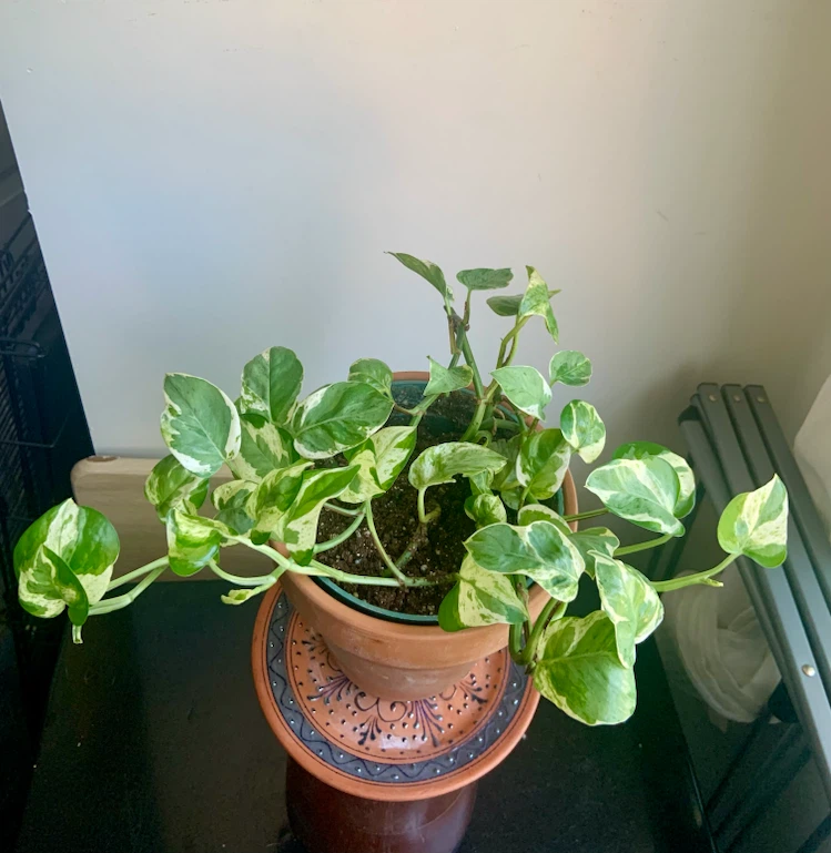 Jade Pothos Plant in terracotta pot - photo 3