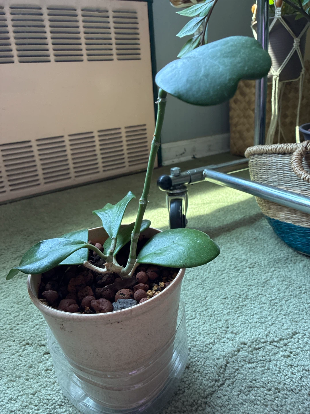 Hoya Kerrii Plant - photo 3